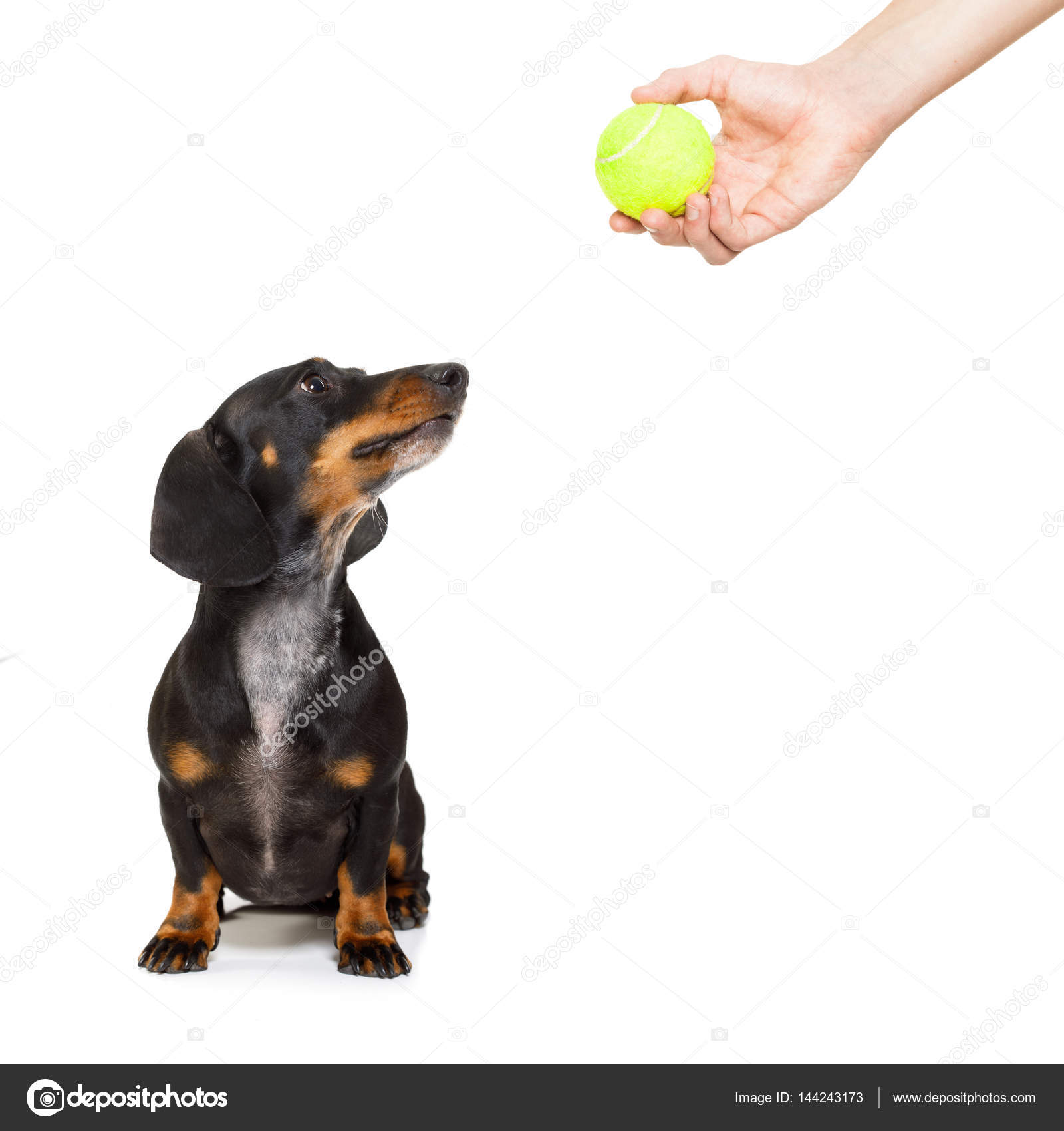 Dog with ball Stock Photo by ©damedeeso 144243173