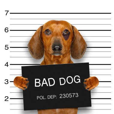 Dachshund polis mugshot