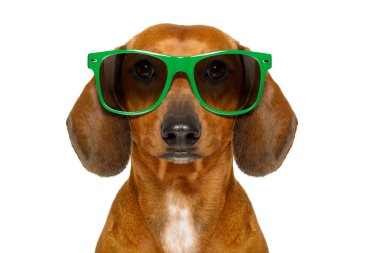 Aptal inek aptal dachshund