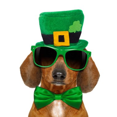St patricks günü köpek 