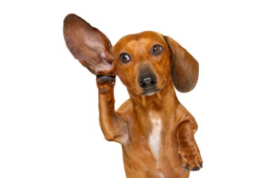 dikkatle dinliyor köpek 