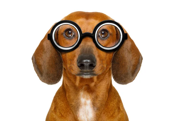 Tonto nerd bobo dachshund — Fotografia de Stock