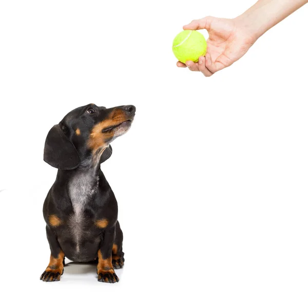 Hund med boll — Stockfoto