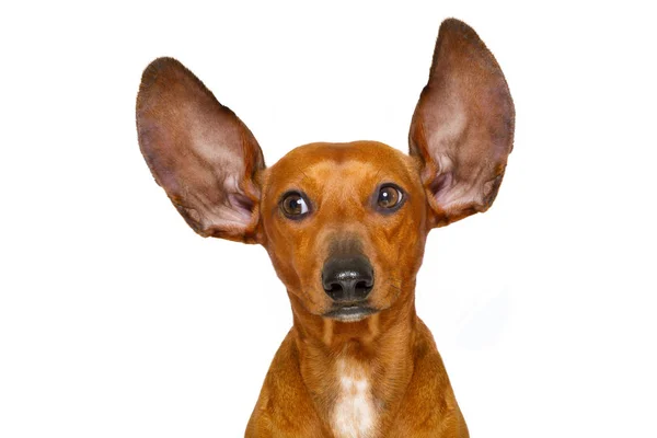 Собака слухати уважно — стокове фото