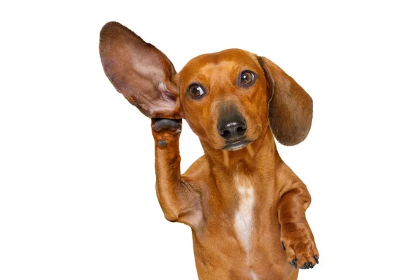 Perro escuchando cuidadosamente — Foto de Stock