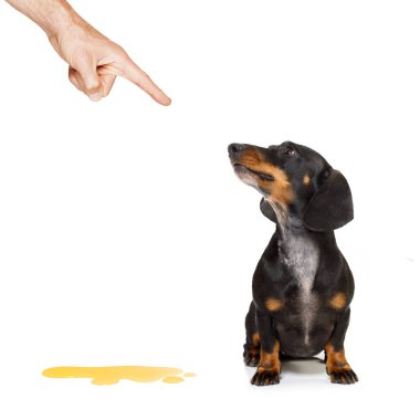 köpek çiş sahibi evde