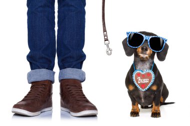 Bavyera bira dachshund sosis köpek 