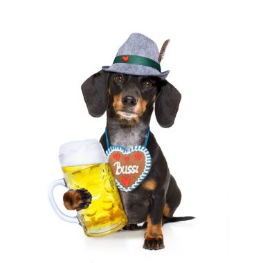Bavyera bira dachshund sosis köpek 