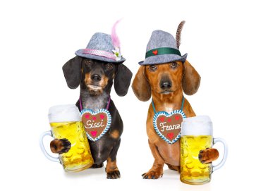 Bavyera bira dachshund sosis köpekler, iki çift 