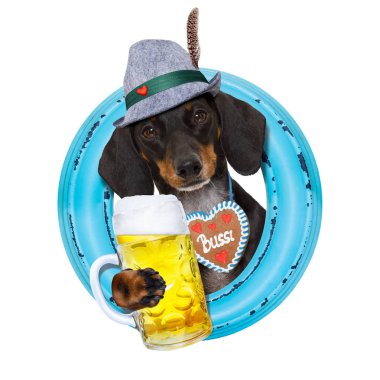 Bavyera bira dachshund sosis köpek 