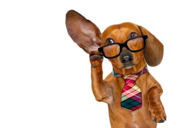 dikkatle dinliyor köpek 