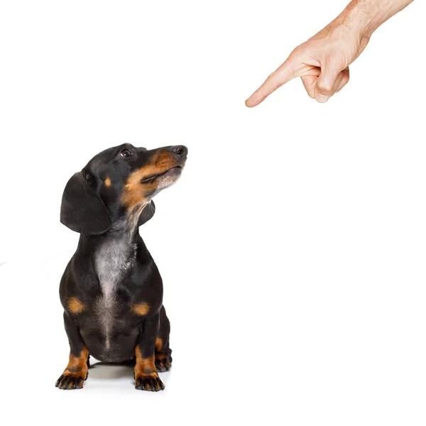 Proprietário punindo seu cão — Fotografia de Stock