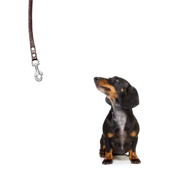 Cane e proprietario con guinzaglio — Foto Stock
