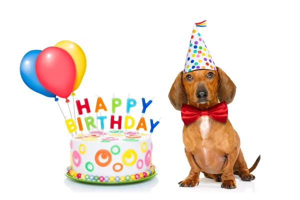 Happy birthday dog — Stock Photo, Image