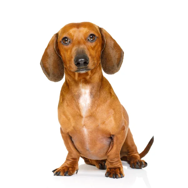 Sentado dachshund ou salsicha cão — Fotografia de Stock