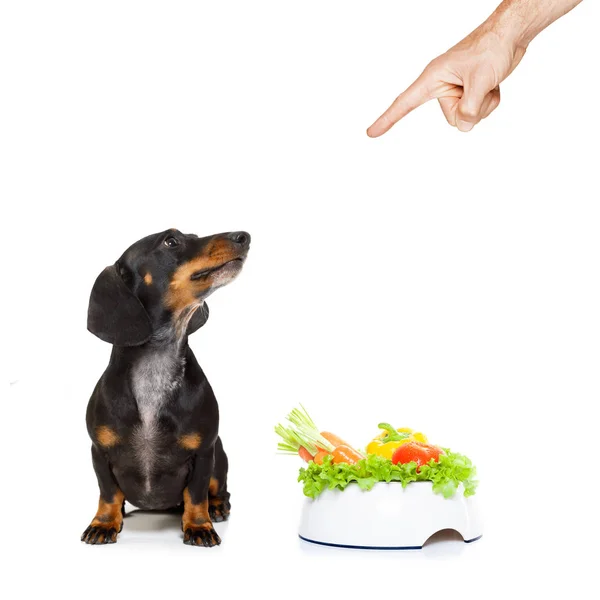 Perro sano con tazón de comida y propietario — Foto de Stock