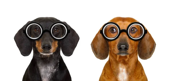 Couple of dumb nerd silly dachshunds — Stock Photo, Image