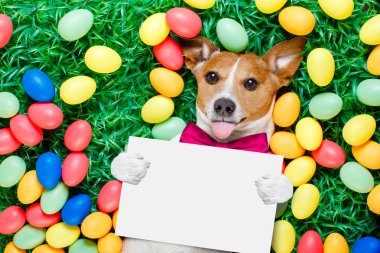 Yumurtalı Paskalya tavşanı köpek