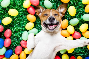 Paskalya tavşanı köpek ile yumurta selfie