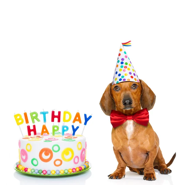 Happy birthday dog — Stock Photo, Image