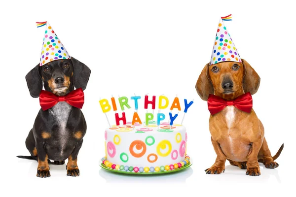 Happy birthday dog — Stock Photo, Image