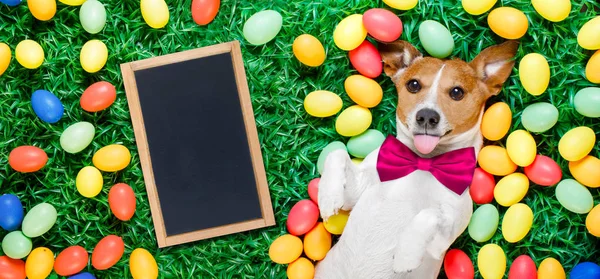 Easter bunny dog with eggs — Stock Photo, Image