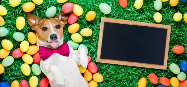 Easter bunny dog with eggs — Stock Photo, Image