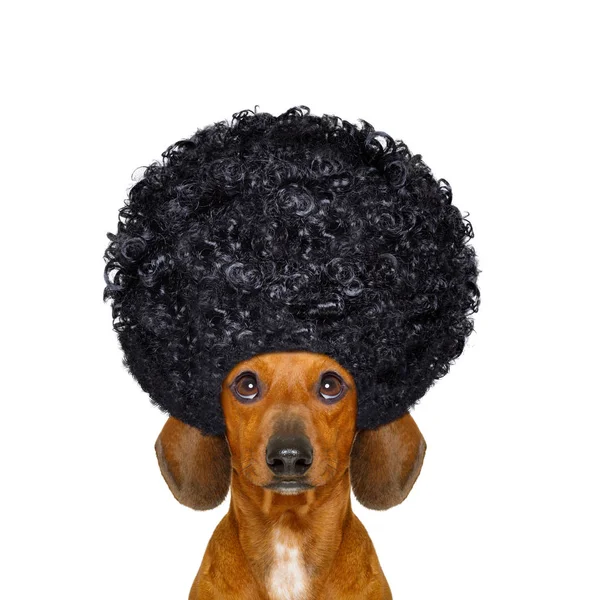 Friseur-Pflegehund — Stockfoto