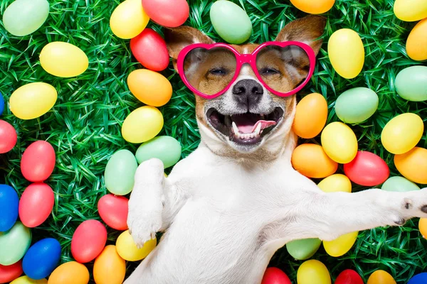 Lapin de Pâques chien avec oeufs selfie — Photo