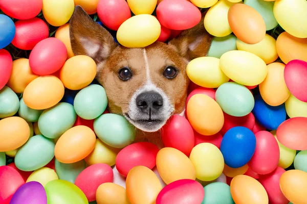 Cão de coelho de Páscoa com ovos — Fotografia de Stock