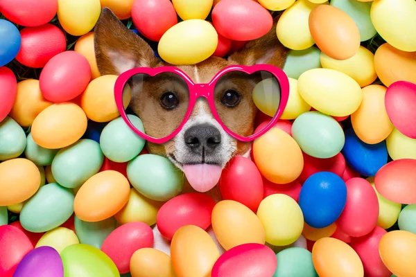 Easter bunny hund med ägg — Stockfoto