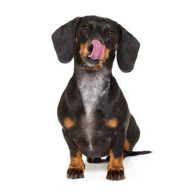 Aç sosis dachshund köpek