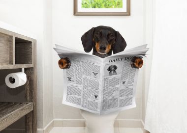 Gazete okuyan klozet üzerinde köpek