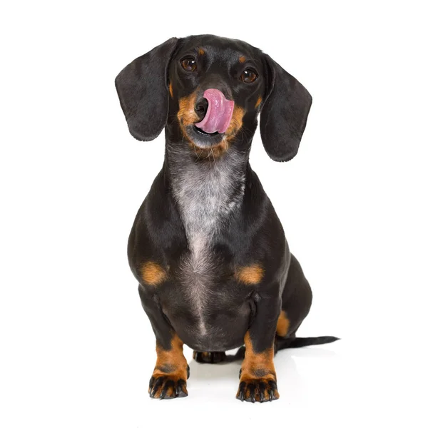 Hungry sausage dachshund dog — Stock Photo, Image