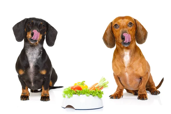 Affamati cani bassotto salsiccia — Foto Stock