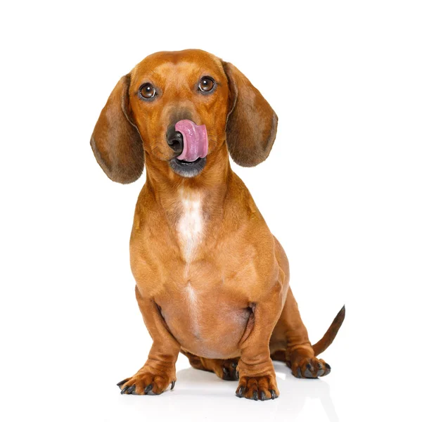Affamato cane bassotto salsiccia — Foto Stock