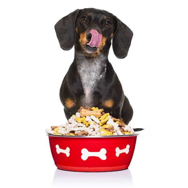 Hungry sausage dachshund dog — Stock Photo, Image