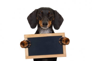 Dachshund sosis köpek afiş