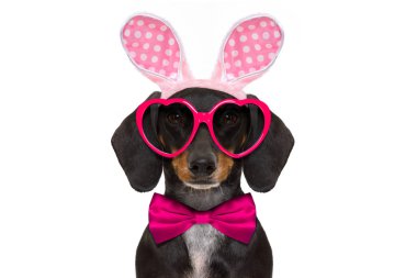 bunny Paskalya kulakları köpek 