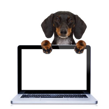PC bilgisayar köpek