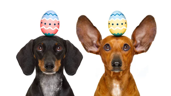 Lapin de Pâques chiens avec oeuf — Photo