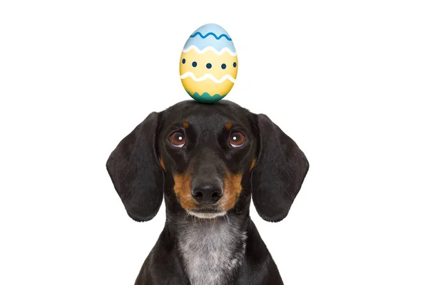 Easter bunny dog with egg — Stock Photo, Image
