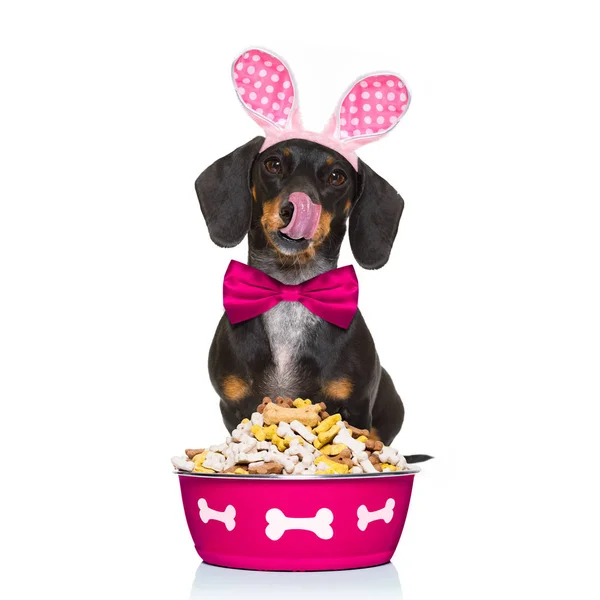 Hungry sausage dachshund dog — Stock Photo, Image