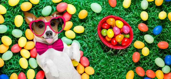 Easter bunny dog with eggs — Stock Photo, Image