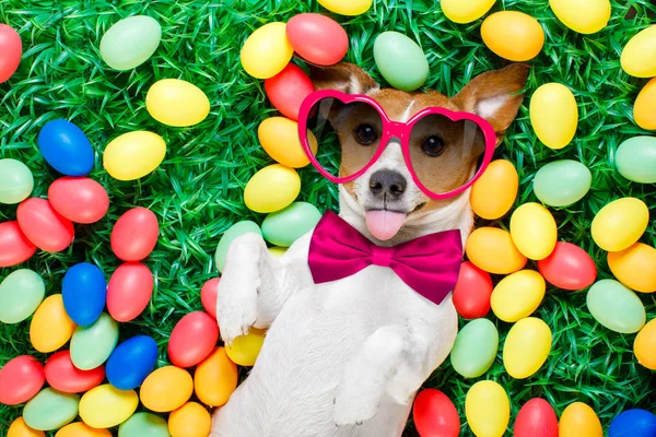Lapin de Pâques chien avec des œufs — Photo