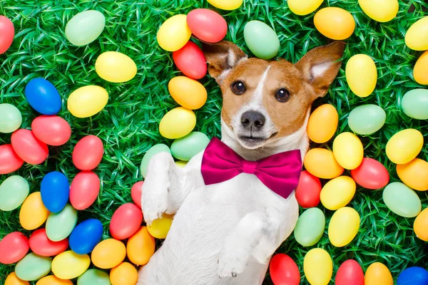 Perro conejito de Pascua con huevos —  Fotos de Stock