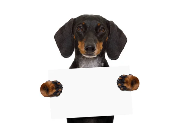 Teckel worst dog banner — Stockfoto