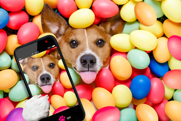 Пасхальный кролик с селфи из яиц
