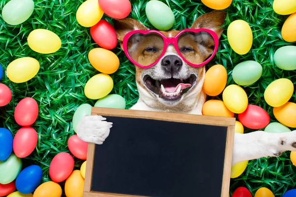 Easter bunny dog with eggs selfie — Stock Photo, Image