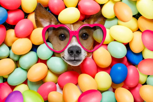 Easter bunny hund med ägg — Stockfoto